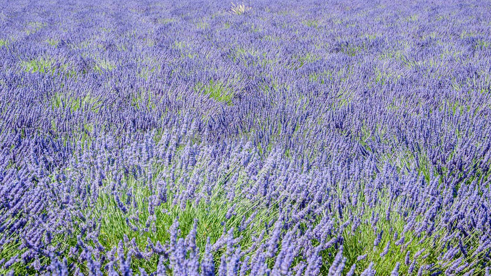 cultivation of lavender flowers in Provence in the south of France. summer scent on the Valensole plateau