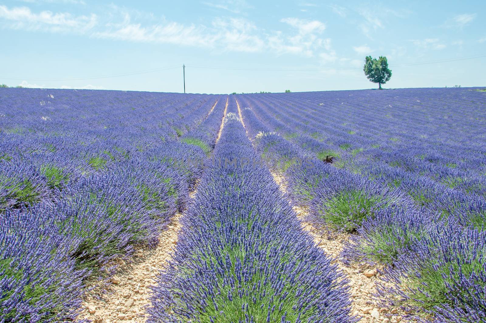 cultivation of lavender flowers in Provence in the south of France. summer scent on the Valensole plateau