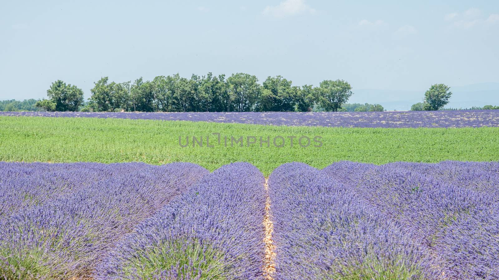 cultivation of lavender flowers in Provence in the south of France. summer scent on the Valensole plateau