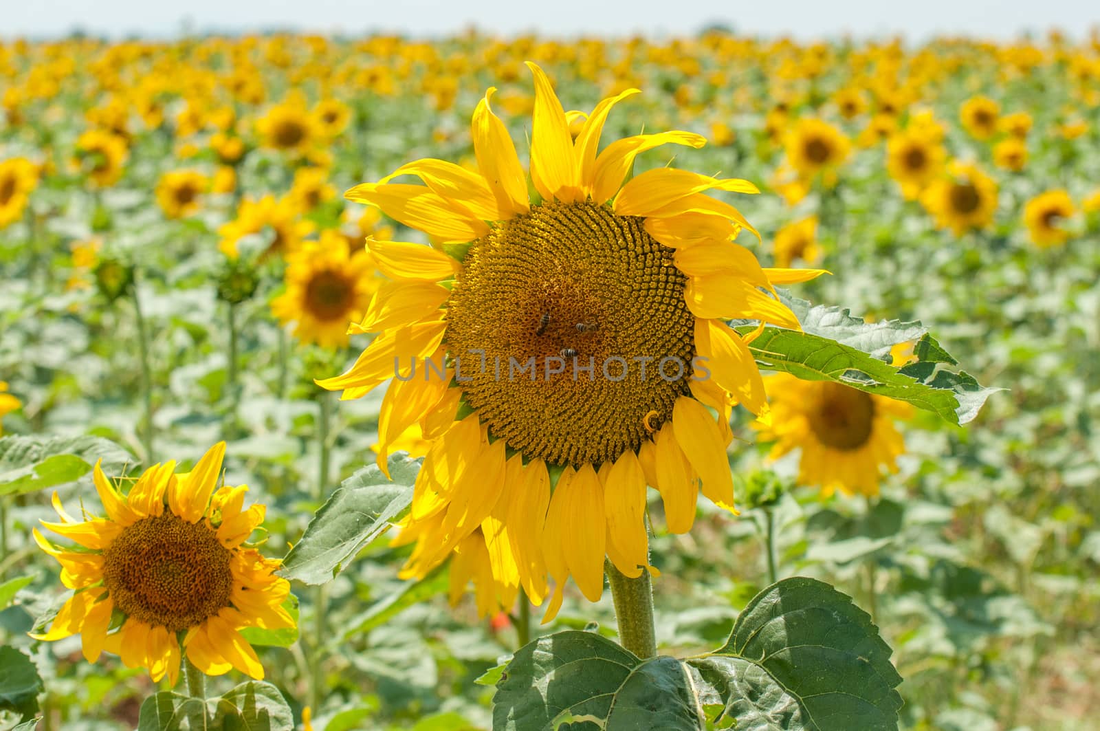 cultivation in Provence in the south of France. summer scent on the Valensole plateau