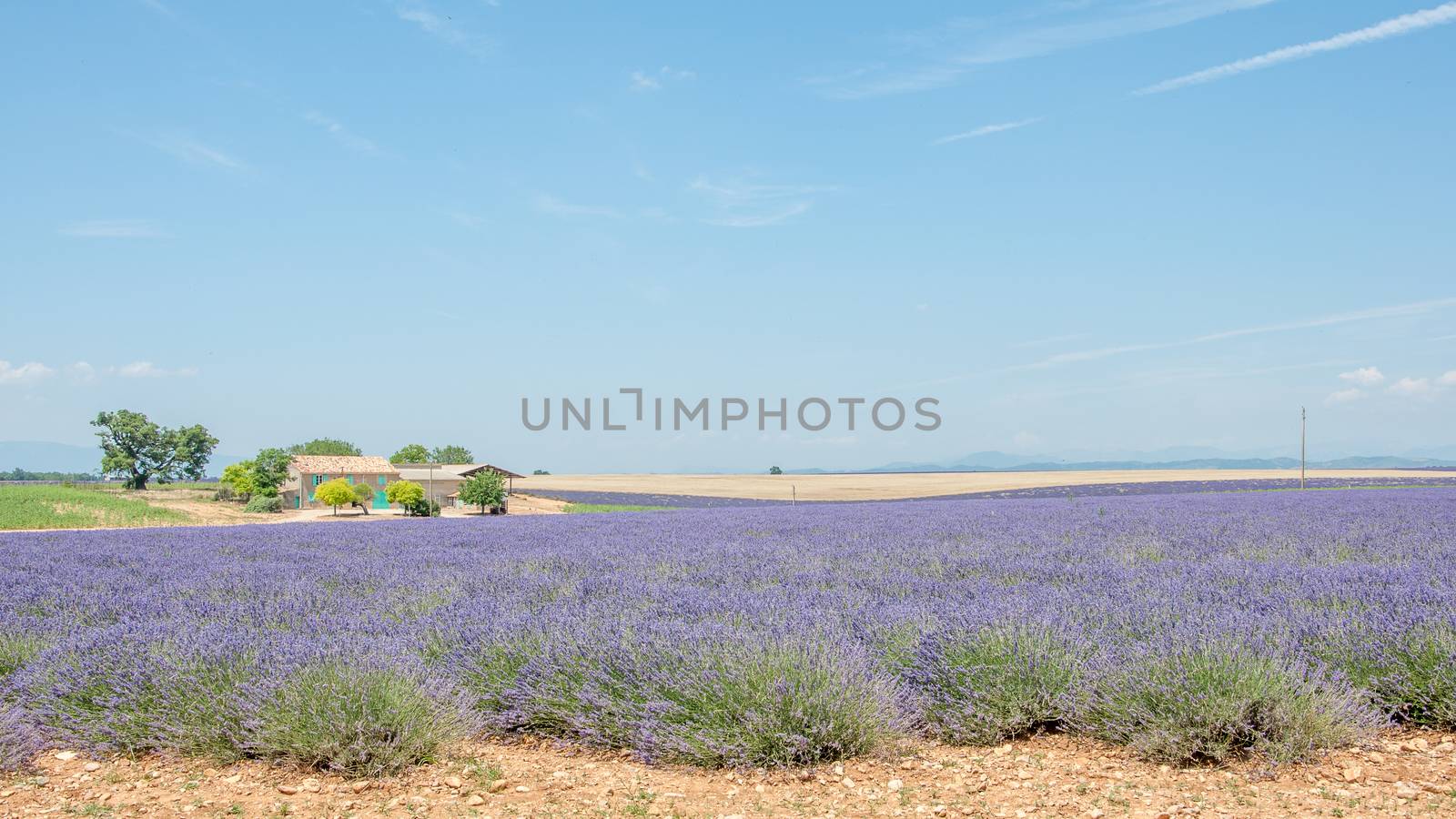 cultivation of lavender flowers in Provence in the south of France. summer scent on the Valensole plateau