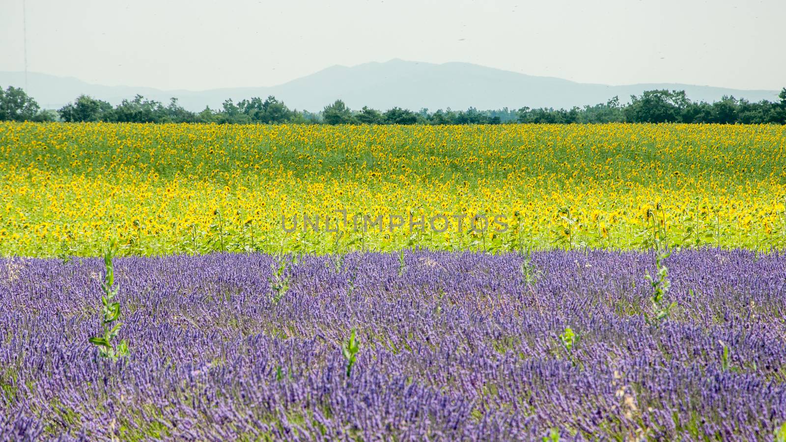 cultivation of lavender flowers in Provence in the south of France. summer scent on the Valensole plateau