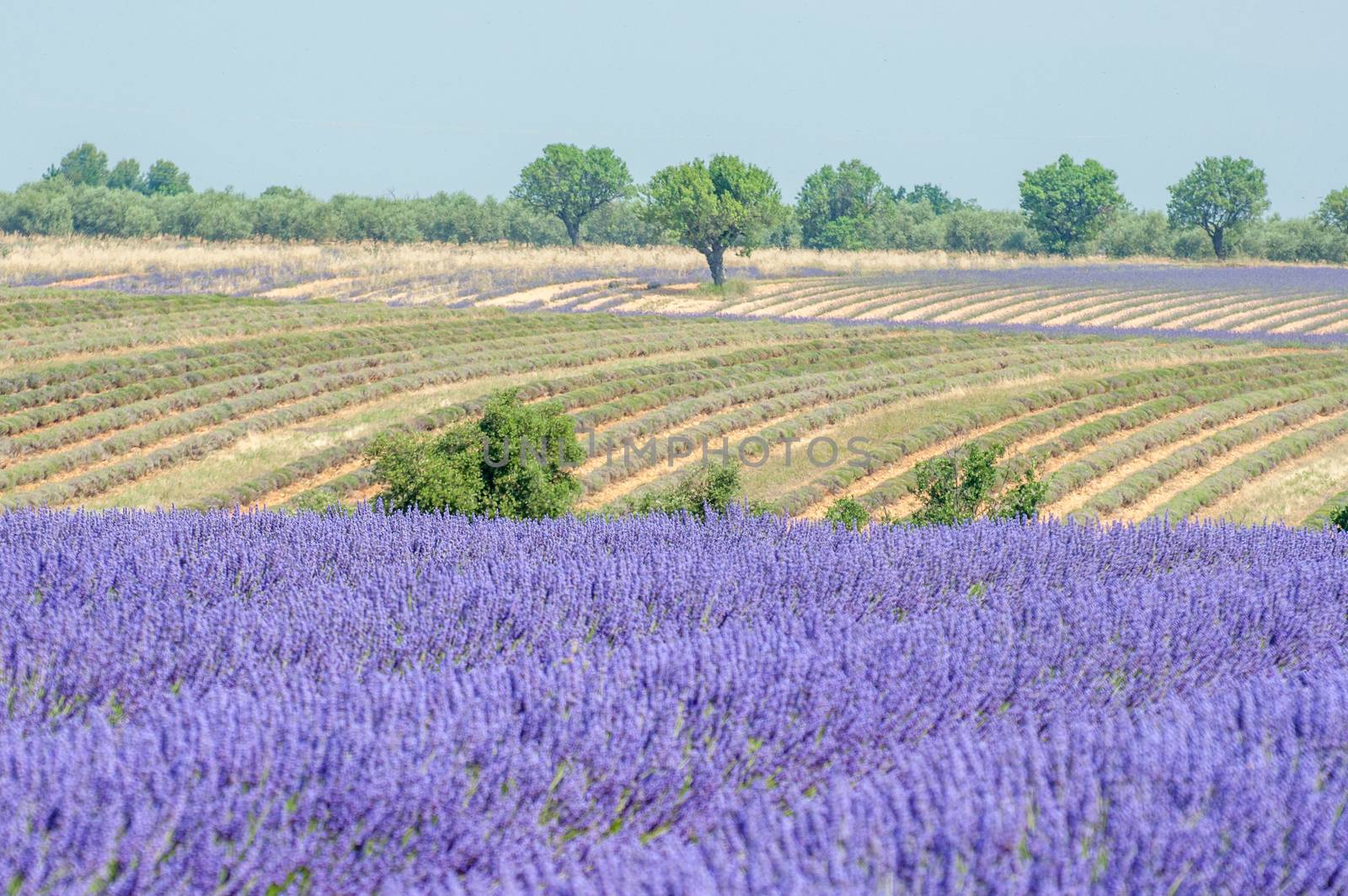 cultivation of lavender flowers in Provence in the south of France. summer scent on the Valensole plateau
