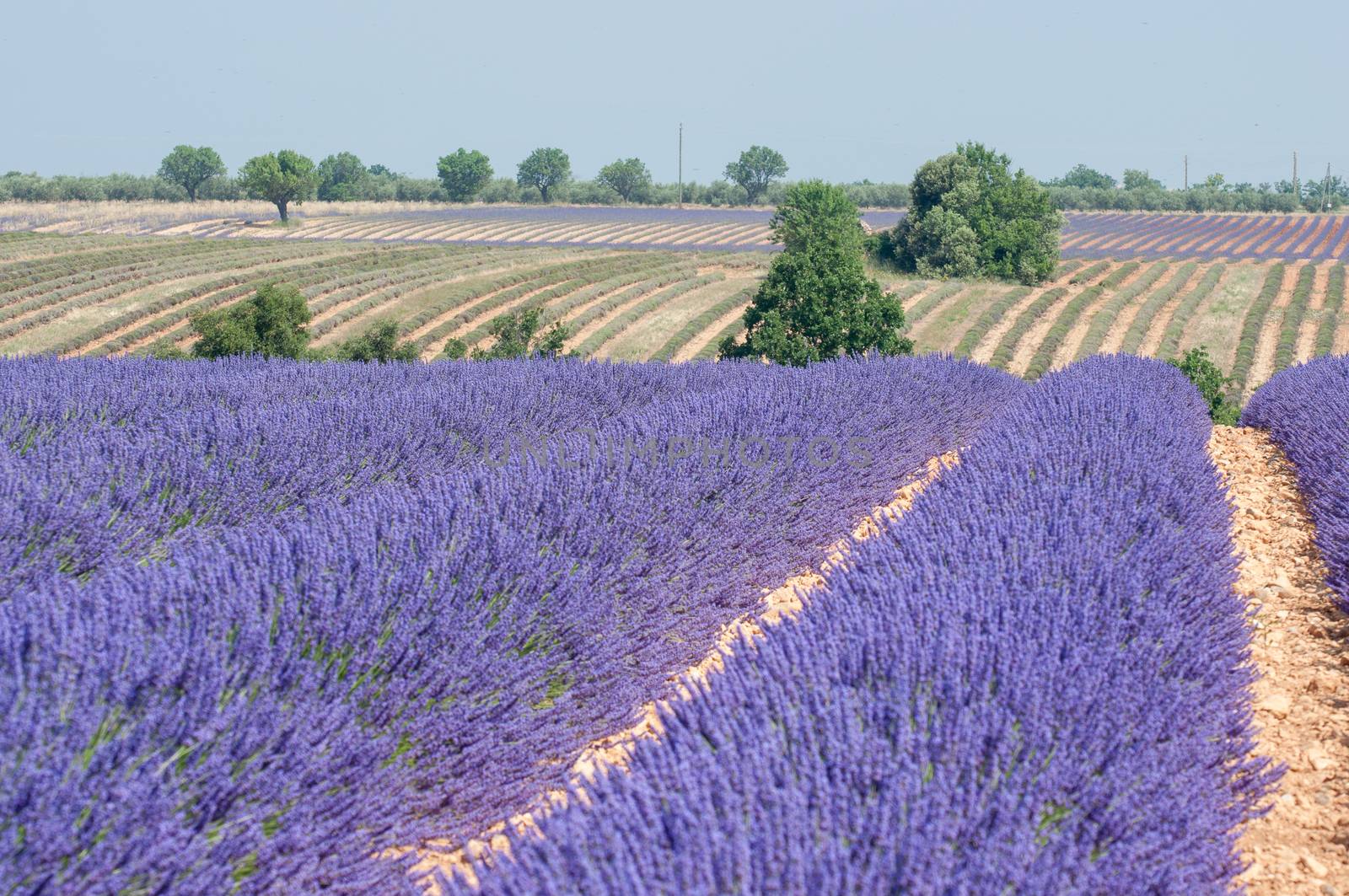 cultivation of lavender flowers in Provence in the south of France. summer scent on the Valensole plateau