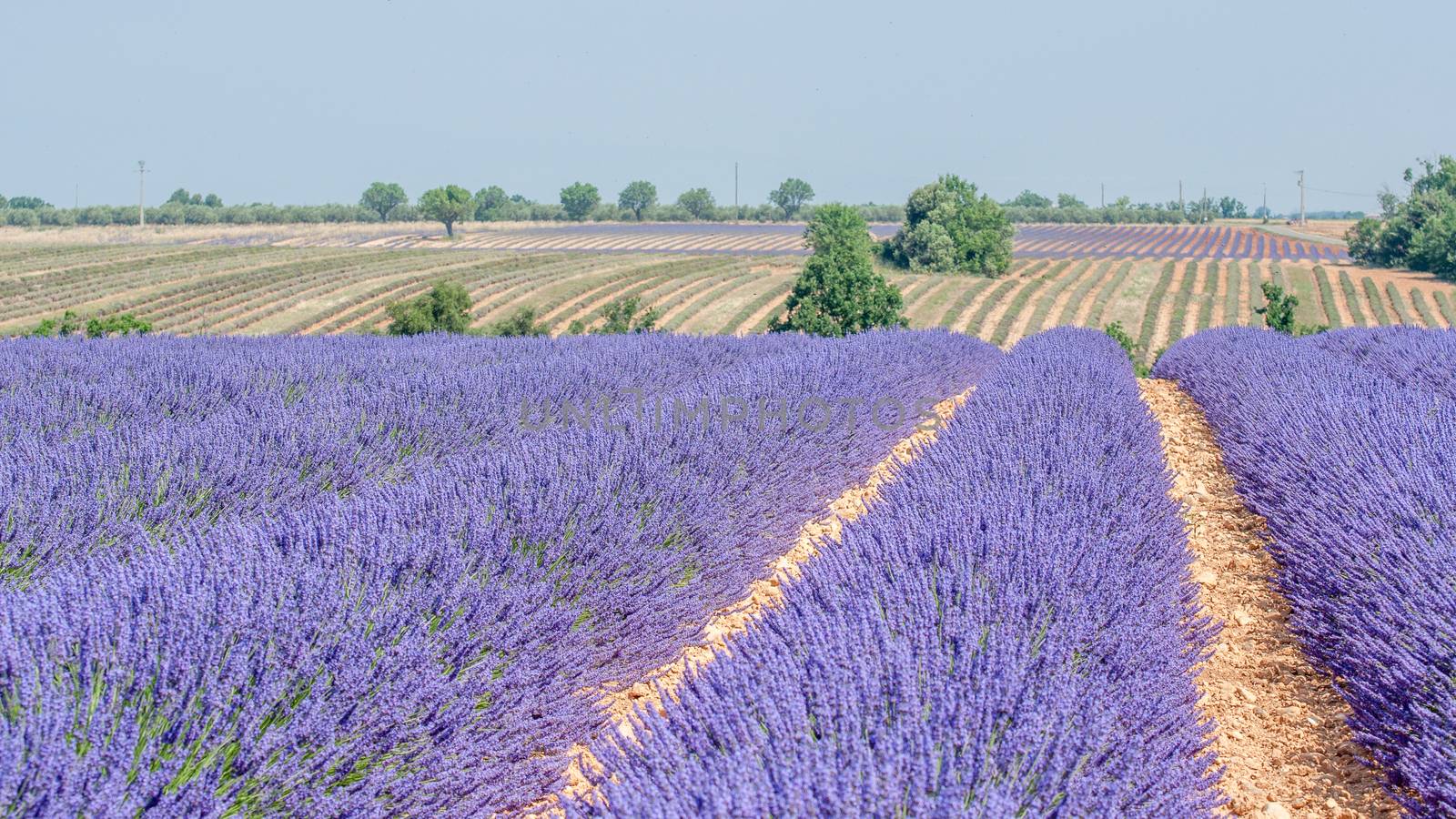 cultivation of lavender flowers in Provence in the south of France. summer scent on the Valensole plateau