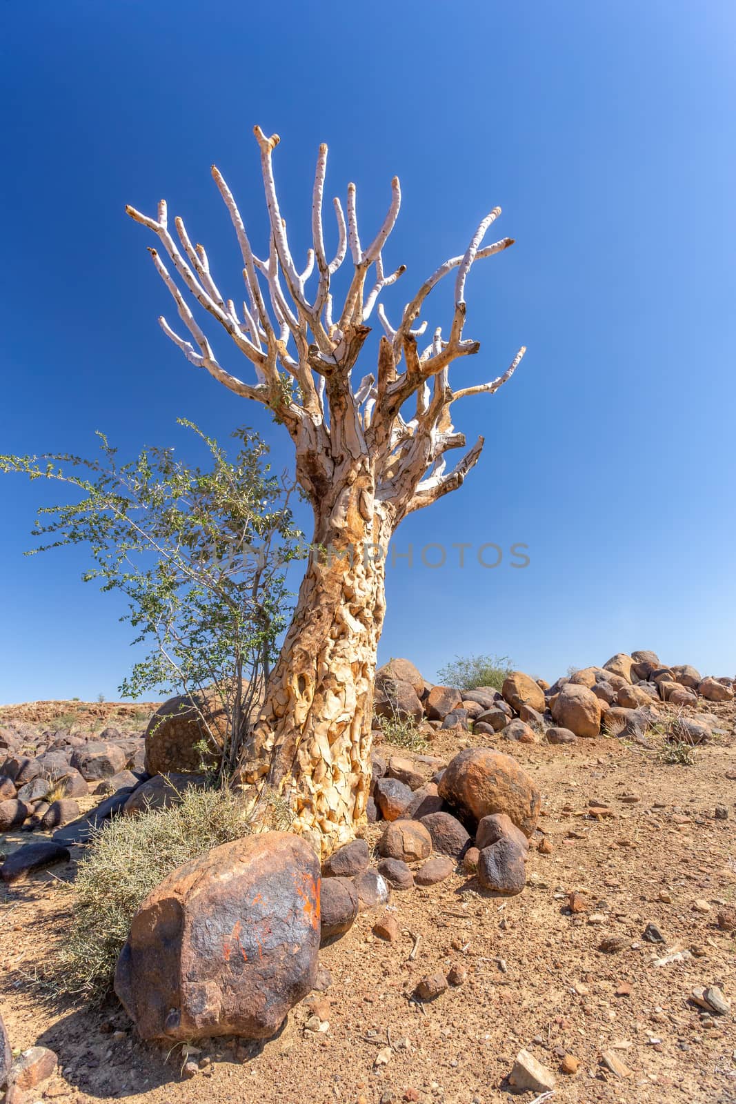 Aloidendron dichotomum, Aloe dichotoma, the quiver tree or kokerboom, species of succulent plant, indigenous to Southern Africa, and parts of Southern Namibia.