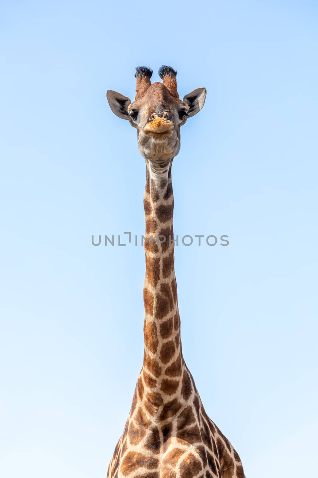 South African giraffe, cute portrait of wild animal, Khama rhino sanctuary, Botswana safari wildlife