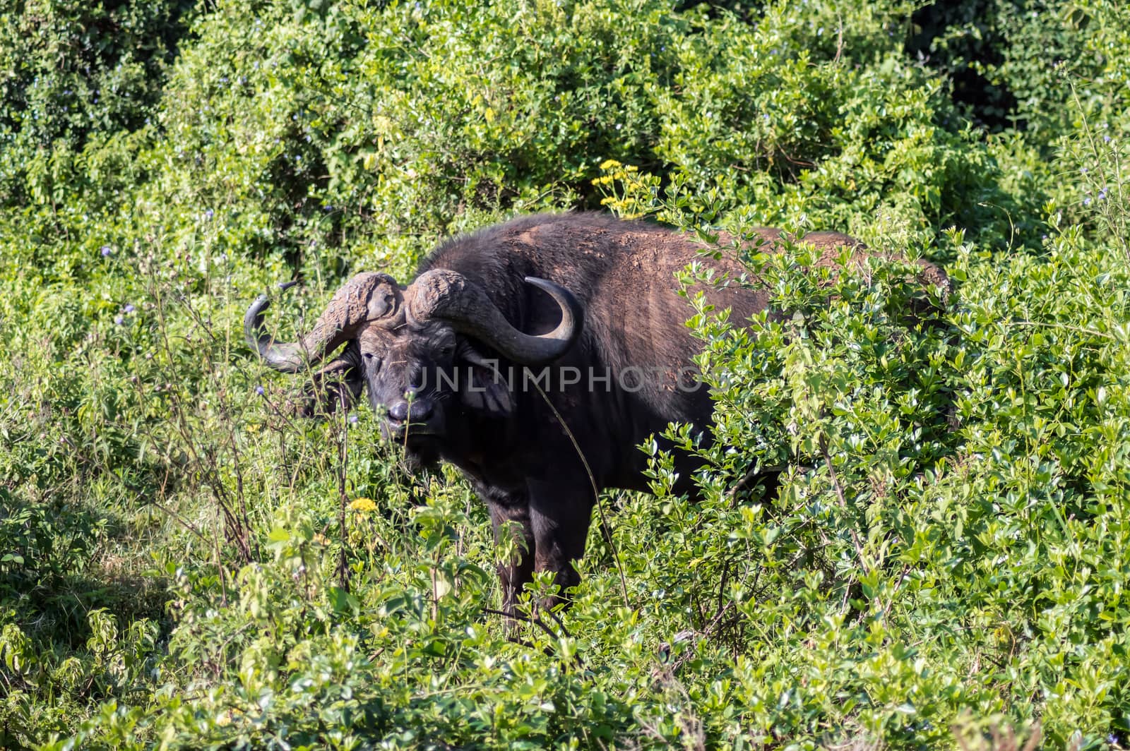 Buffalo in the forest of Aberdare Park in central Kenya