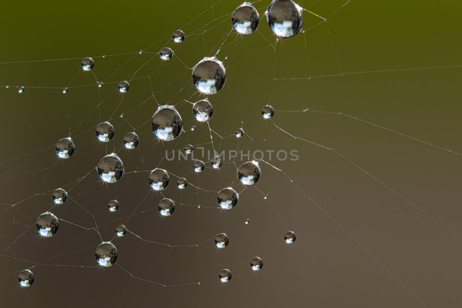 Spider Web with water droplet. Photo taken early morning during sunrise with copy space