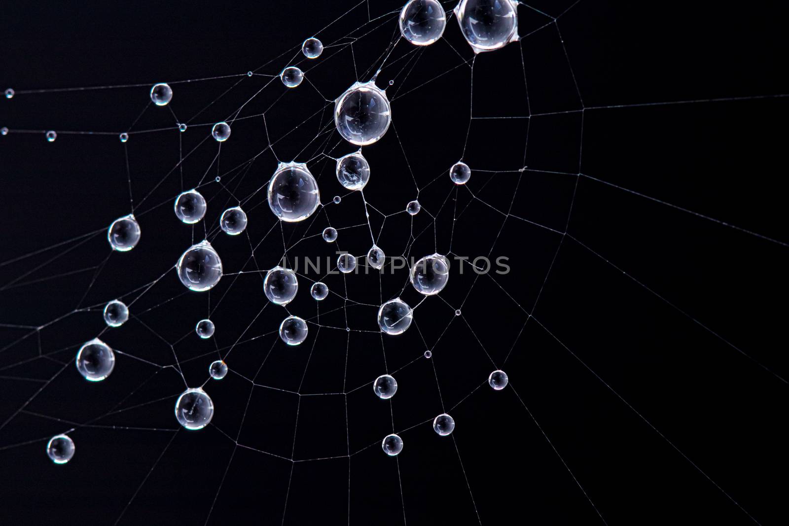 Spider Web with water droplet. Photo taken early morning during sunrise with copy space