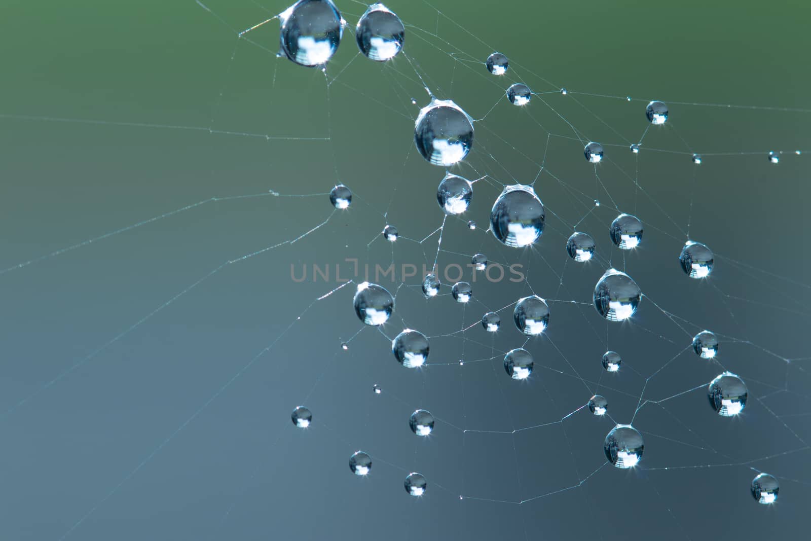 Spider Web with water droplet. Photo taken early morning during sunrise with copy space