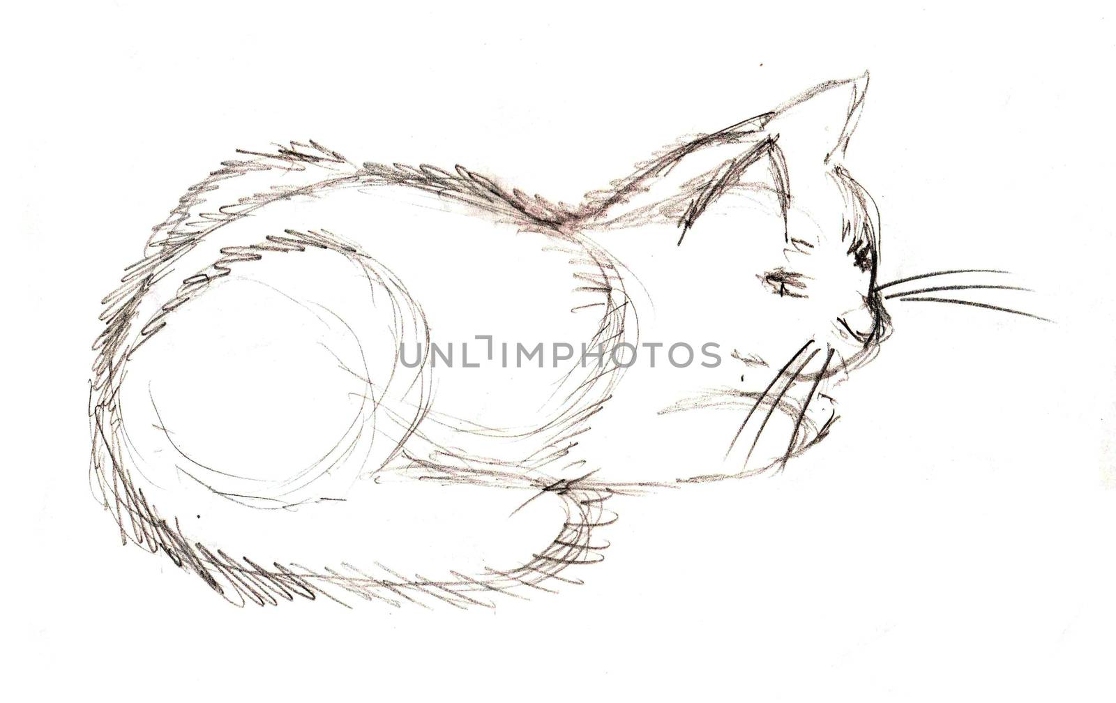 Black and white isolated cat sketch illustration on white background. A lies cat that is drawn with a simple pencil.