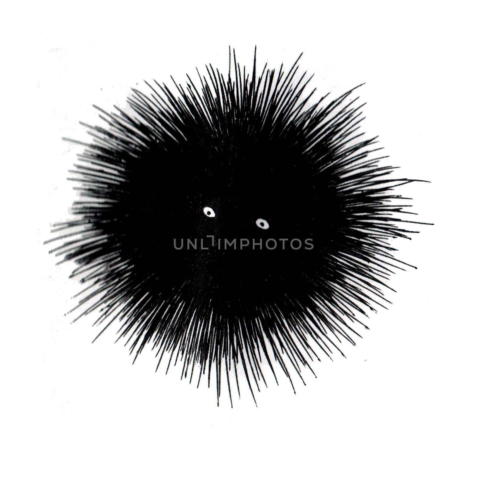 Black and white sea urchin doodle sketch illustration. by Rina_Dozornaya