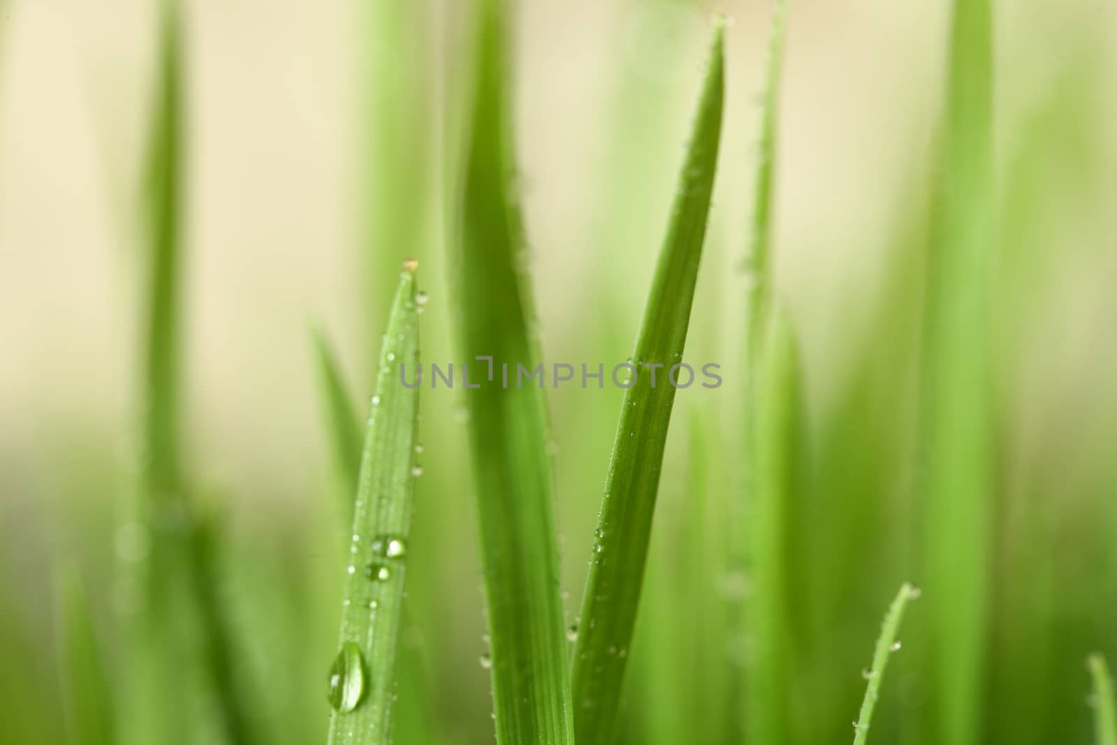 Green grass with water drops. Close up with light background