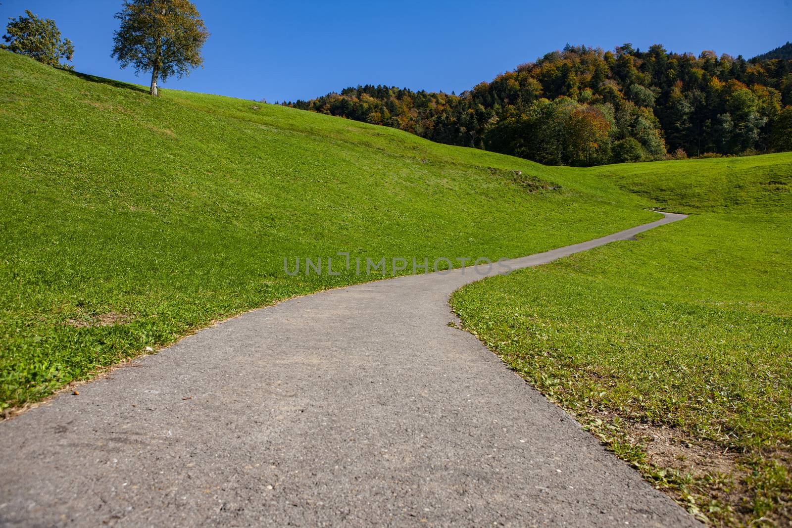 curvy country road leading into horizon during daylight with trees and green grass