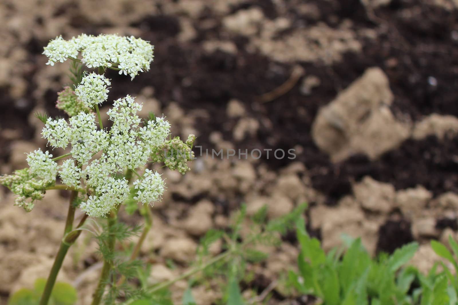 The picture shows sweet cicely in the garden