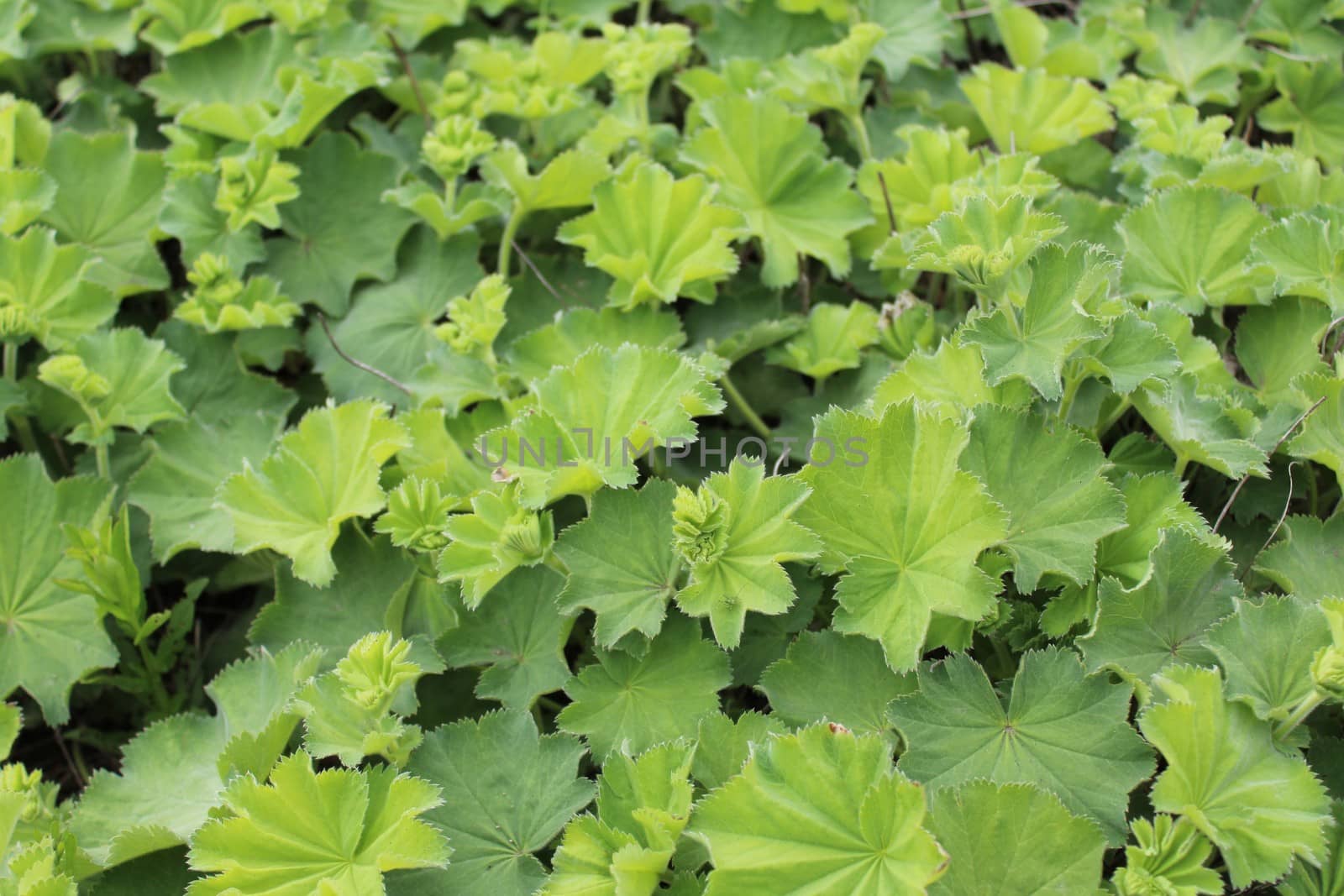 The picture shows lady`s mantle in the garden