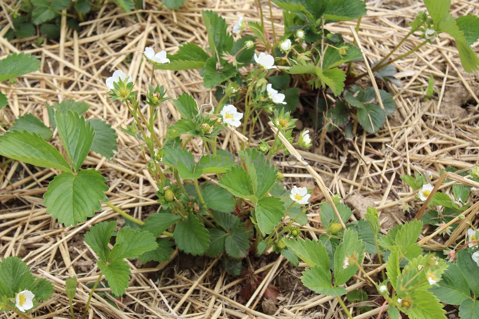 The picture shows strawberries with blossoms in the ground
