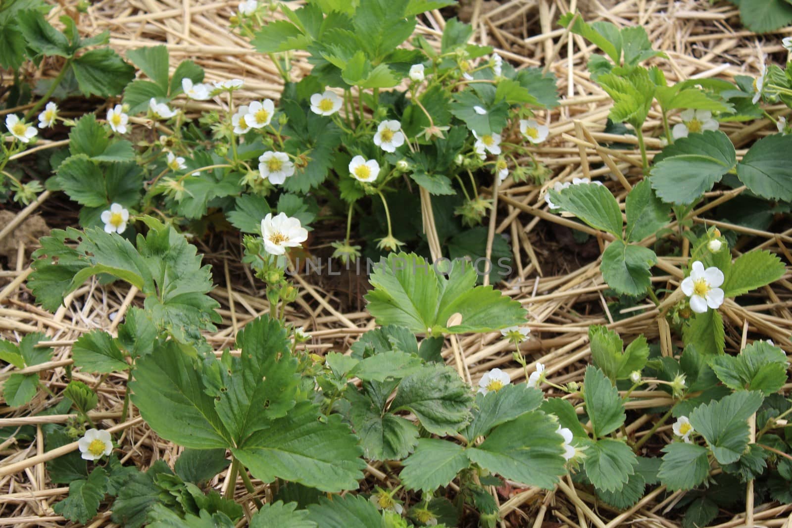 strawberries with blossoms in the ground by martina_unbehauen