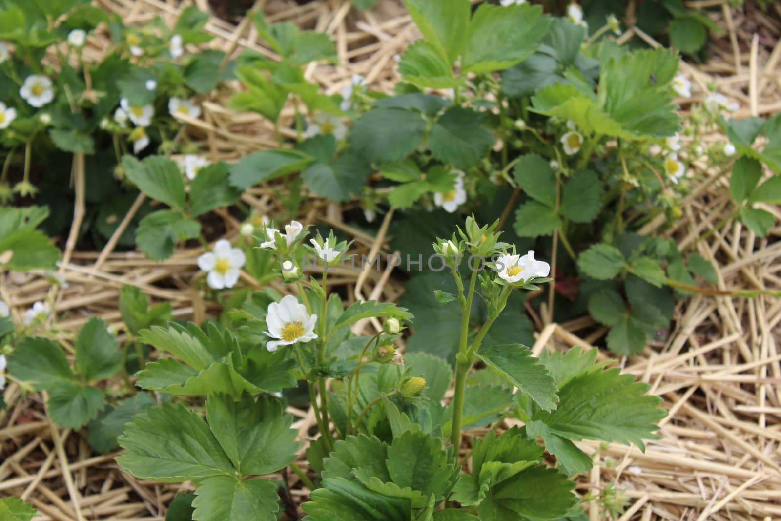 The picture shows strawberries with blossoms in the ground