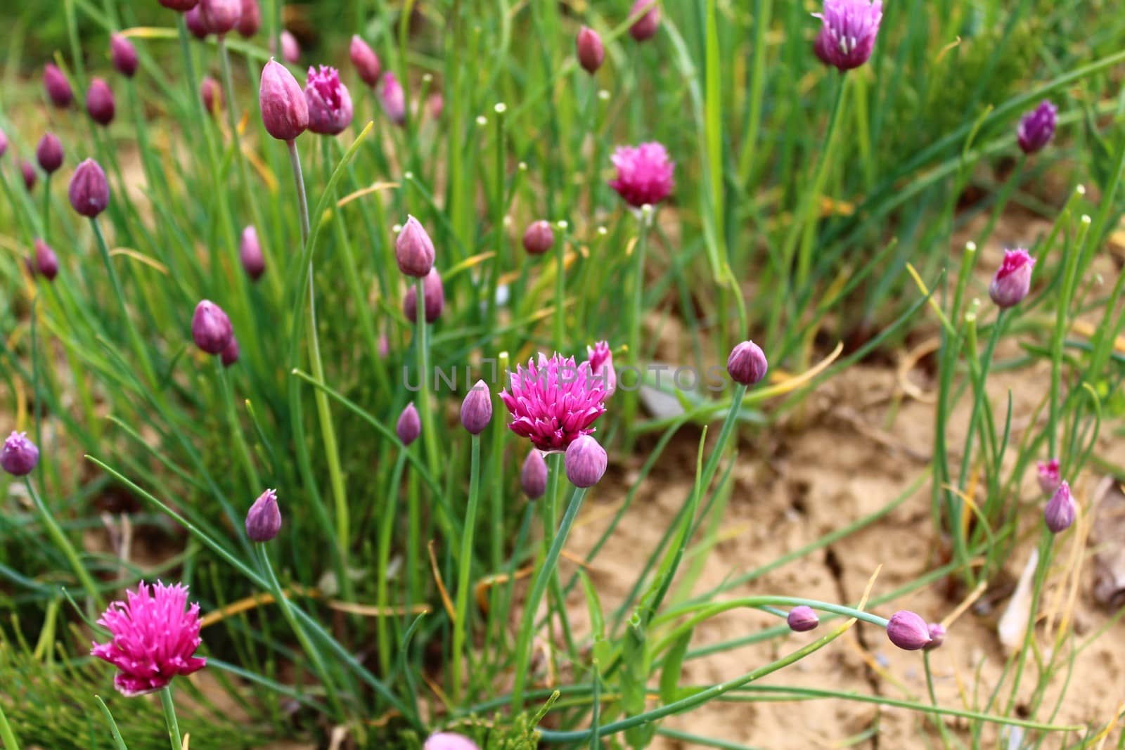 chive field in the garden by martina_unbehauen