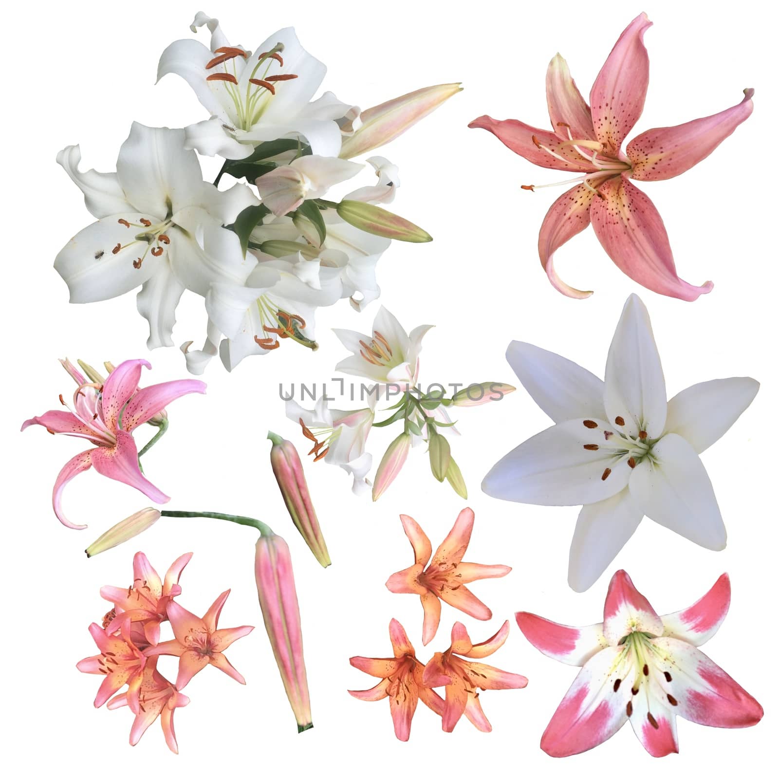 Set of fresh lileis flowers isolated on white background. Collection of white and pink lily decoration element. 