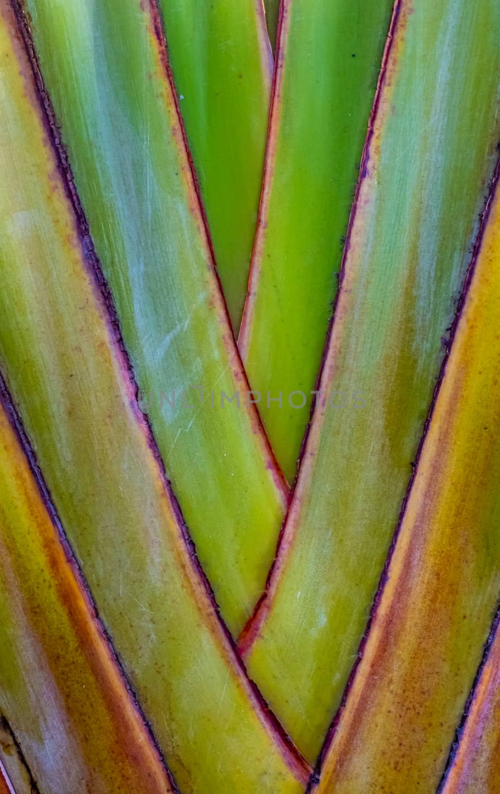 Abstract Background Texture Of A Tropical Plant