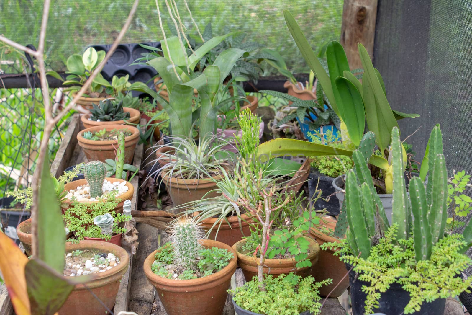 Little garden inside a greenhouse full of cactus, plants and succulents