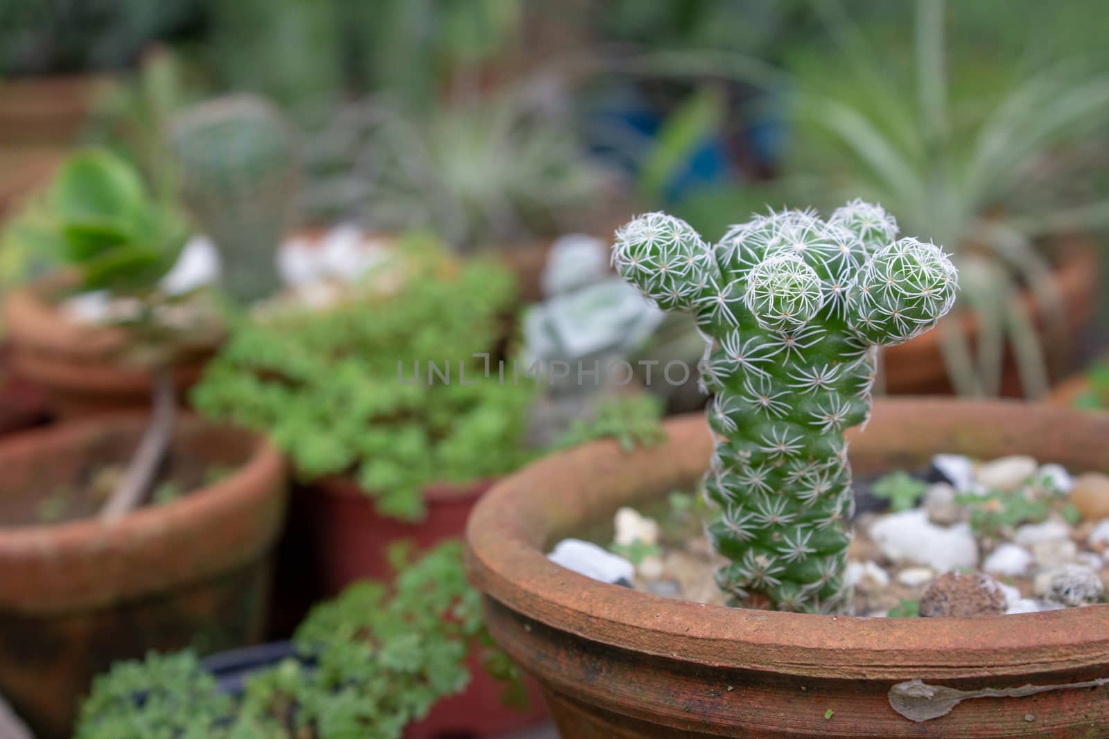 Little cactus full of thorns on a greenhouse, with other plants and clay pots