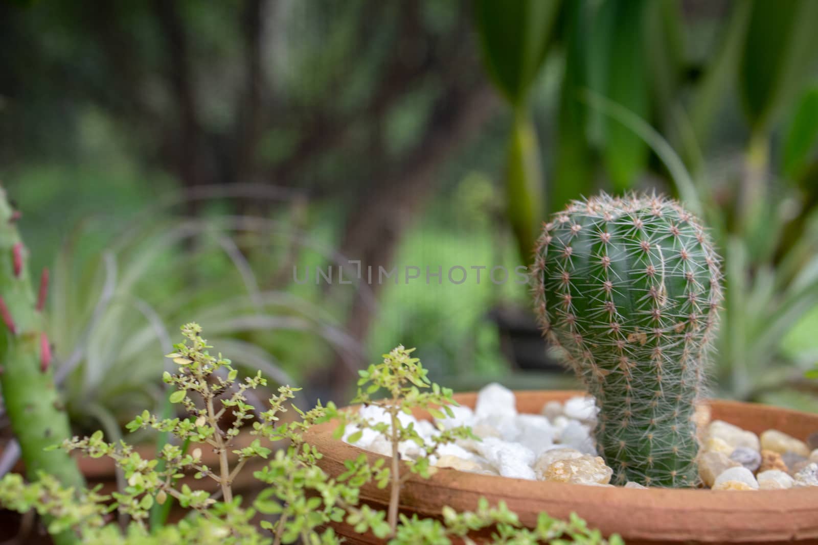 Little cactus full of thorns on a greenhouse, with other plants and clay pots with white stones