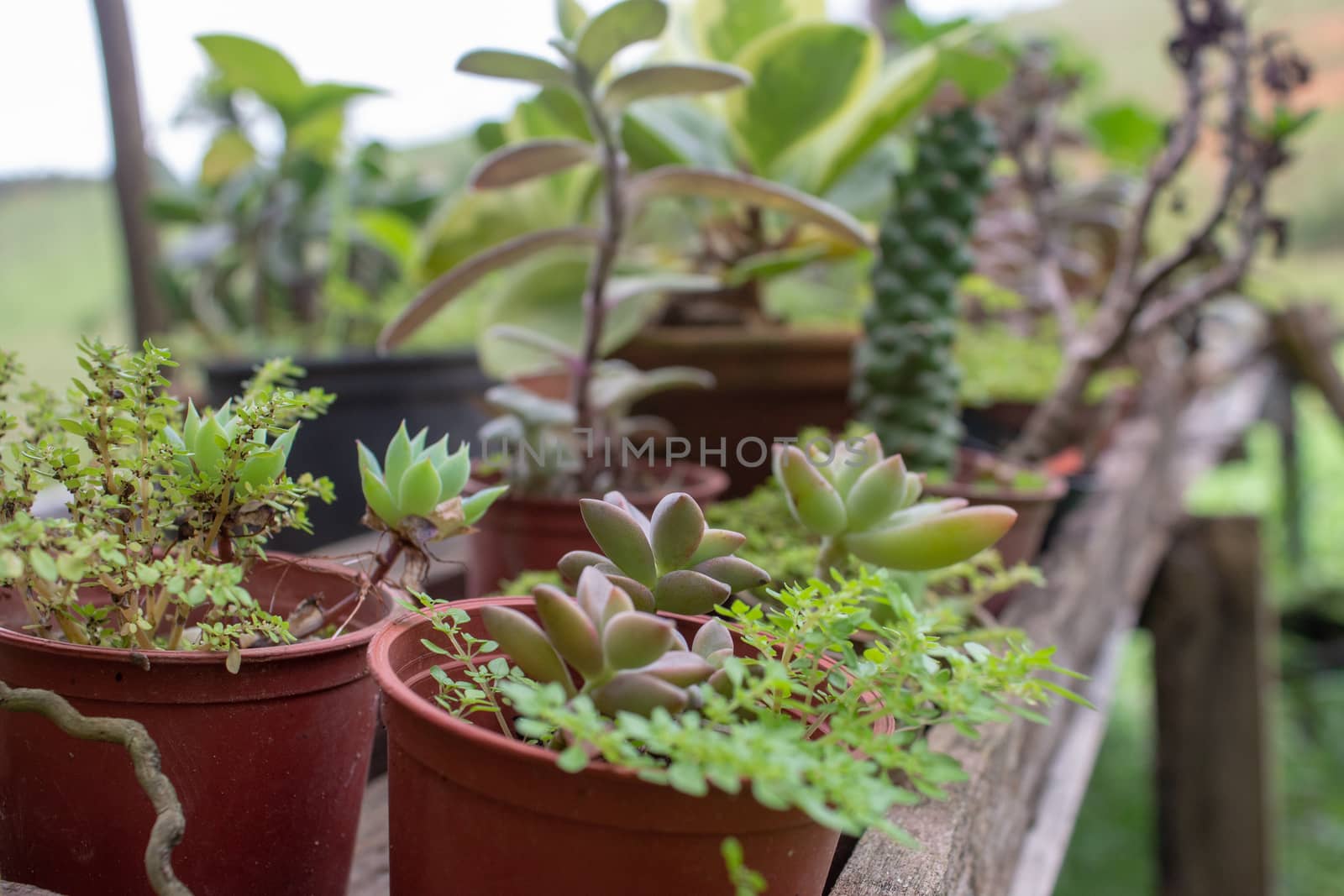 Little garden inside a greenhouse full of cactus, plants and succulents