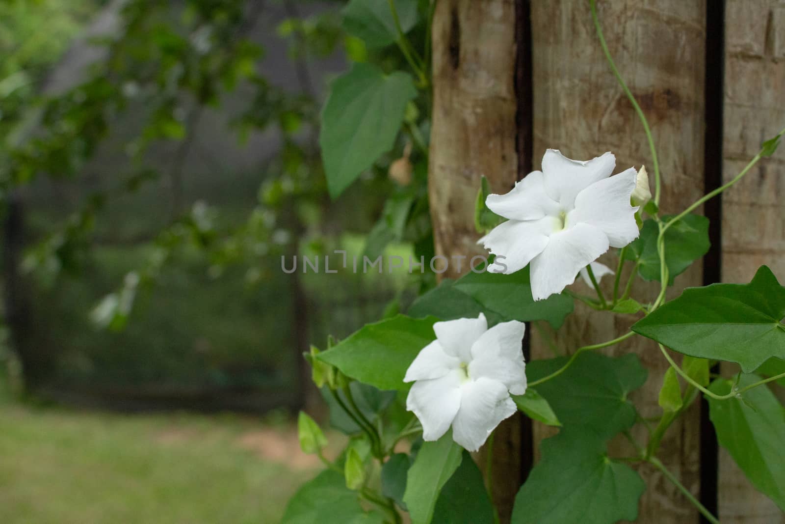 White flowers on a wooden post on the outside of a greenhouse