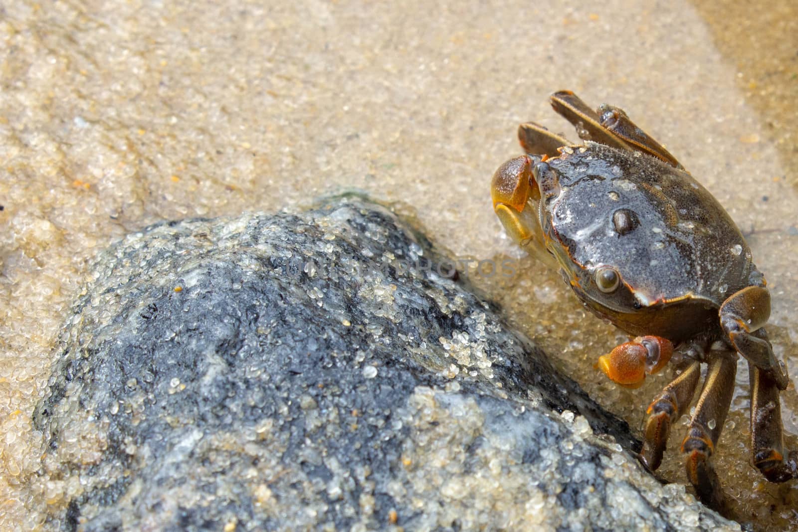 A crab on the sand of a beach, resting close to a rock