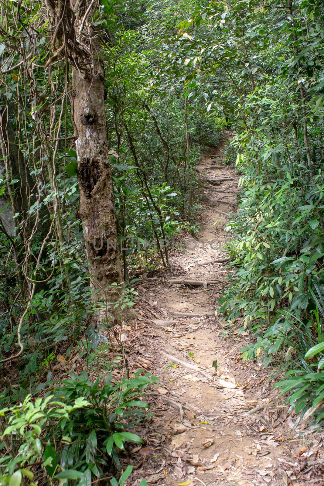 Pathway on Transcarioca Trail at Tijuca Forest, Rio de Janeiro