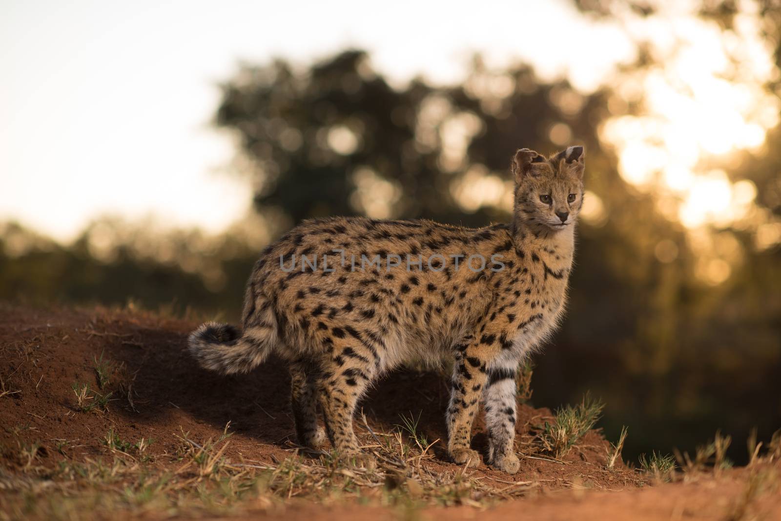 Serval cat in the wilderness by ozkanzozmen