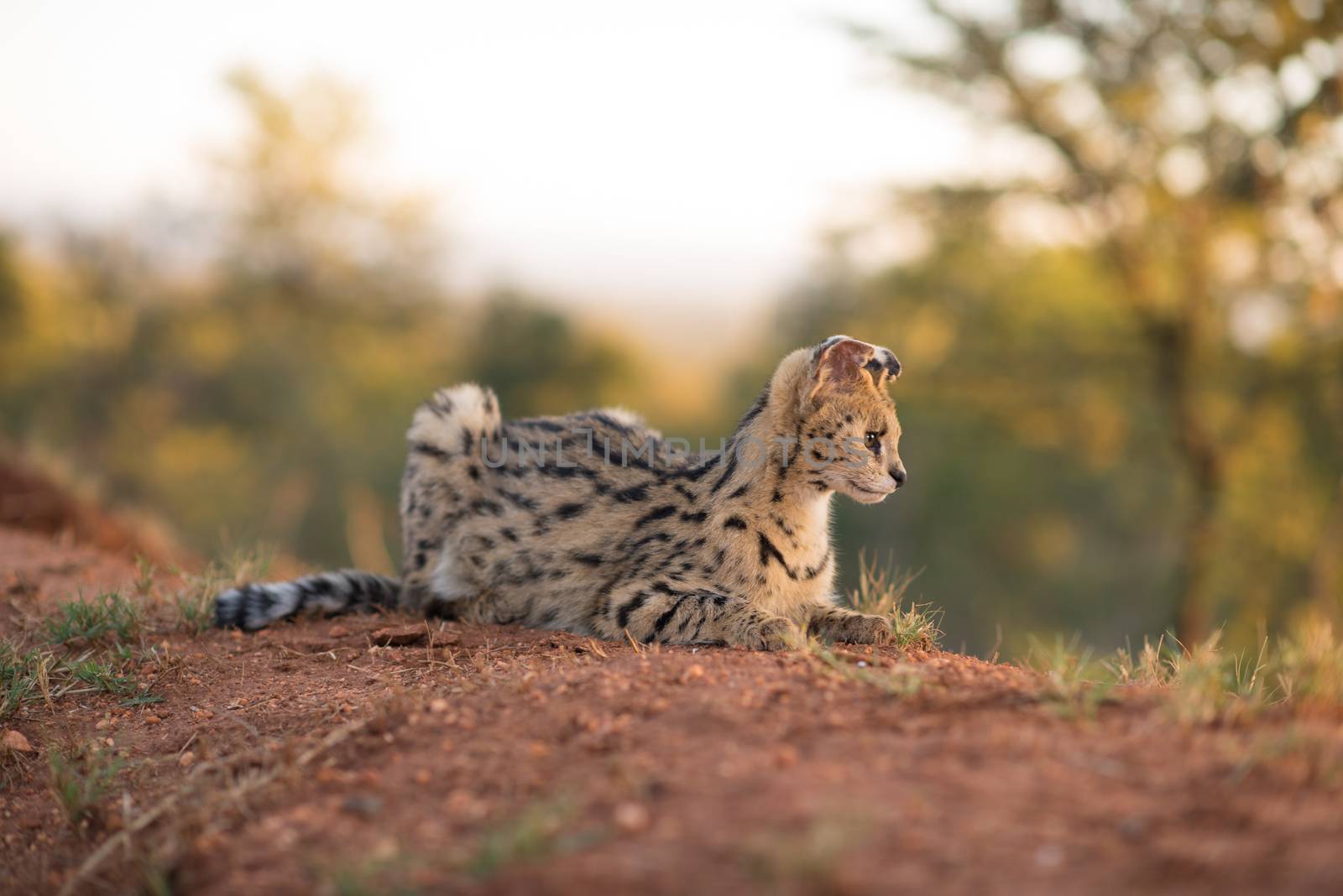 Serval cat in the wilderness of Africa