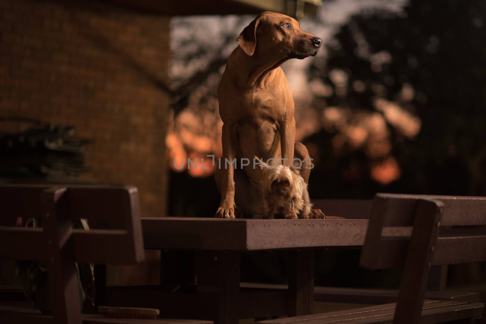 Rhodesian Ridgeback dog on the table