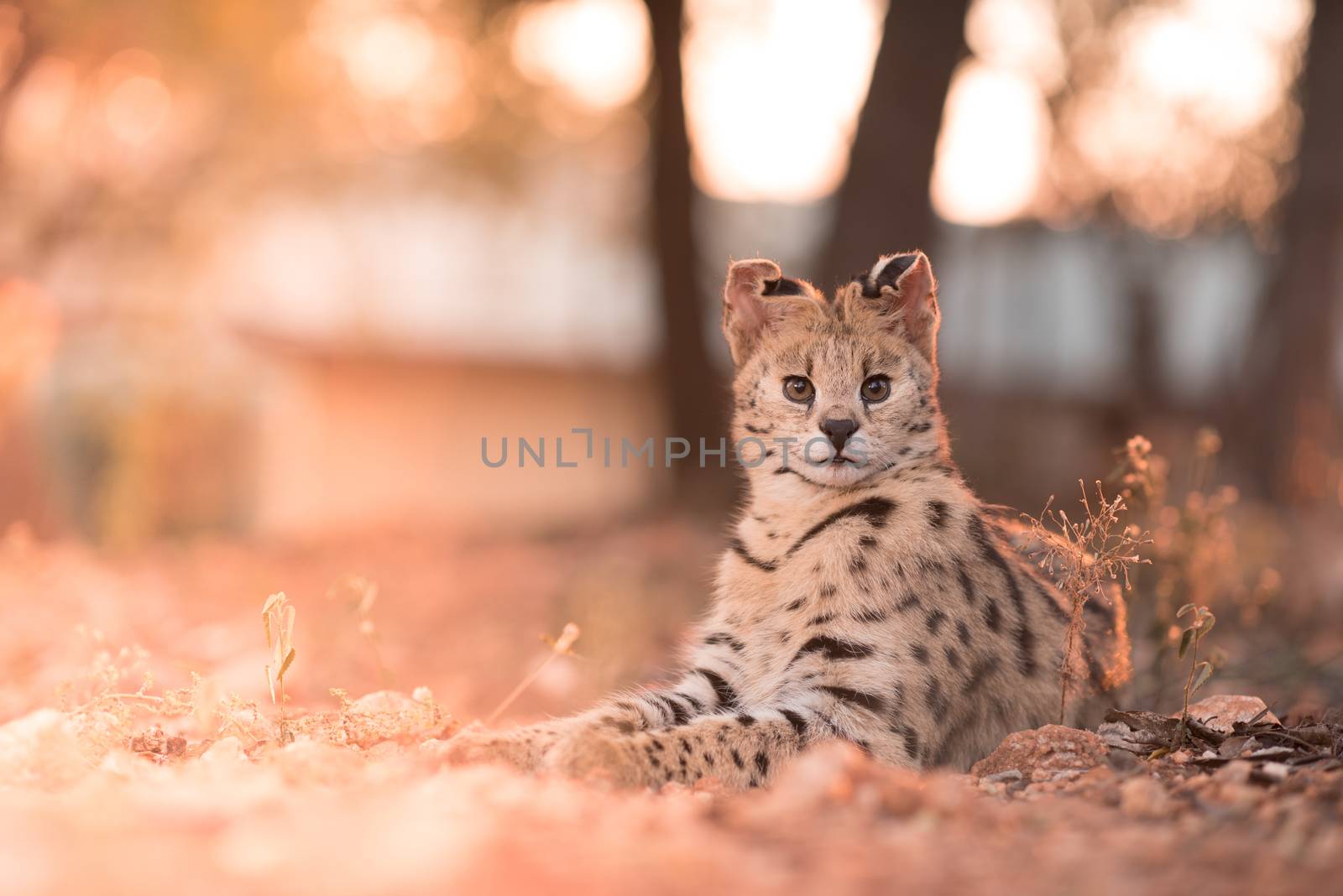 Serval cat in the wilderness of Africa