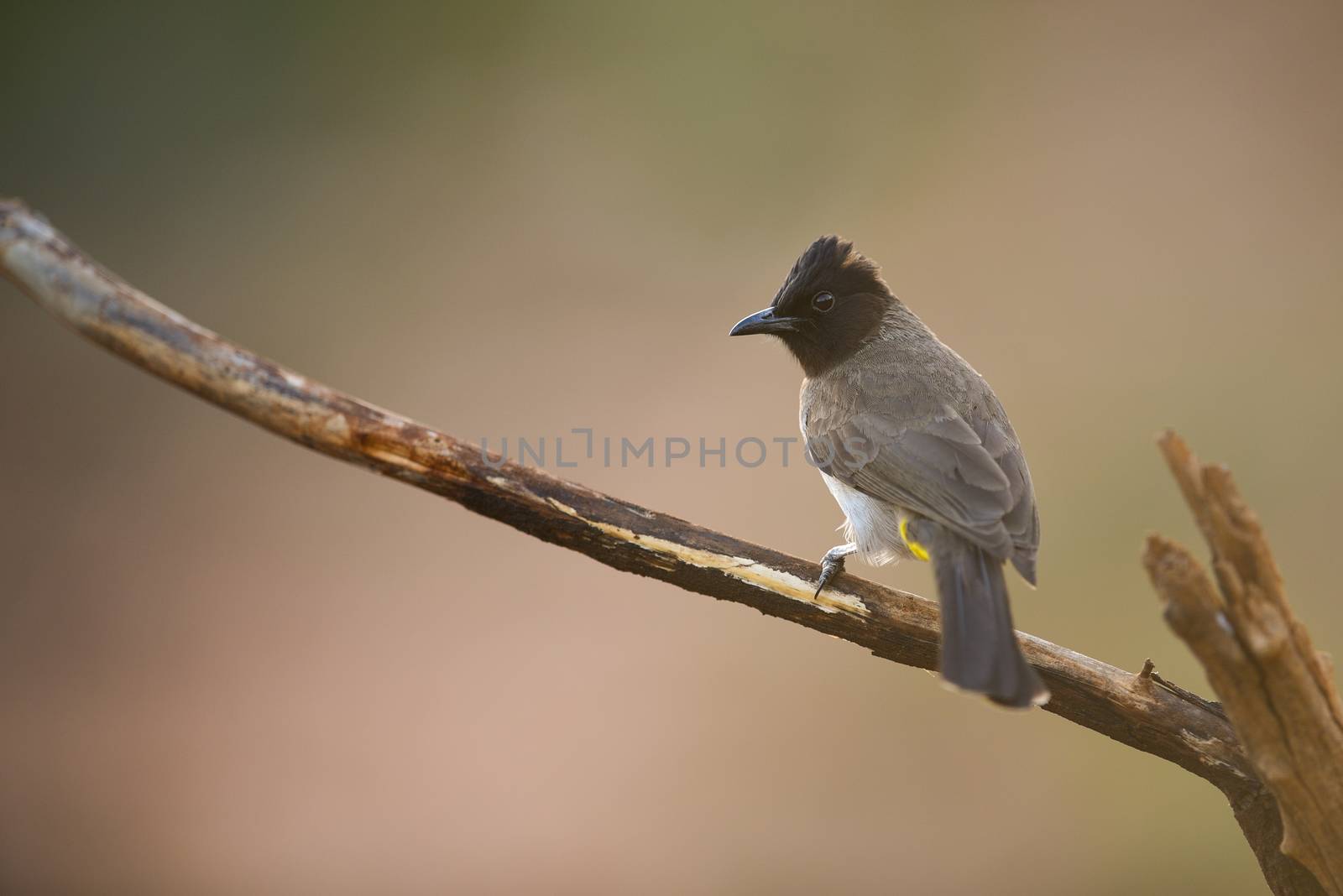 Bulbul in the wilderness of Africa