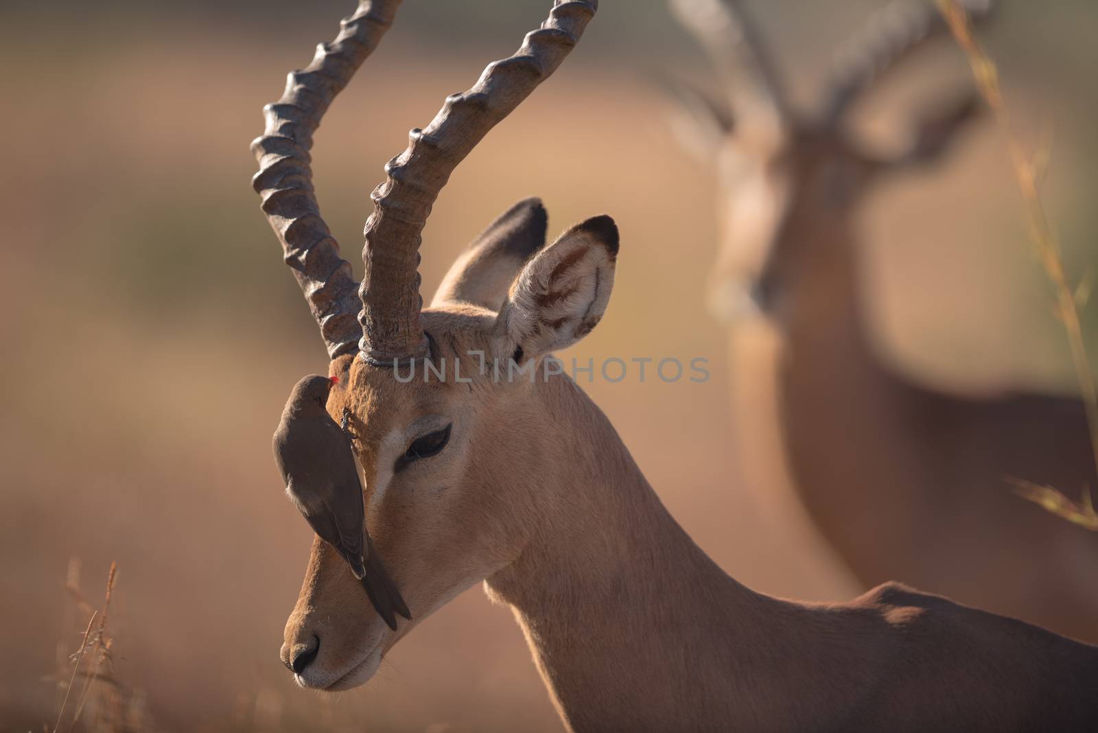 Impala in the wilderness of Africa