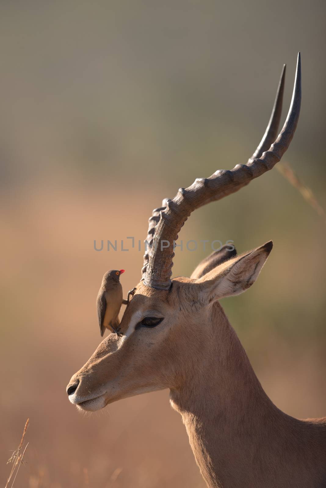 Impala in the wilderness of Africa