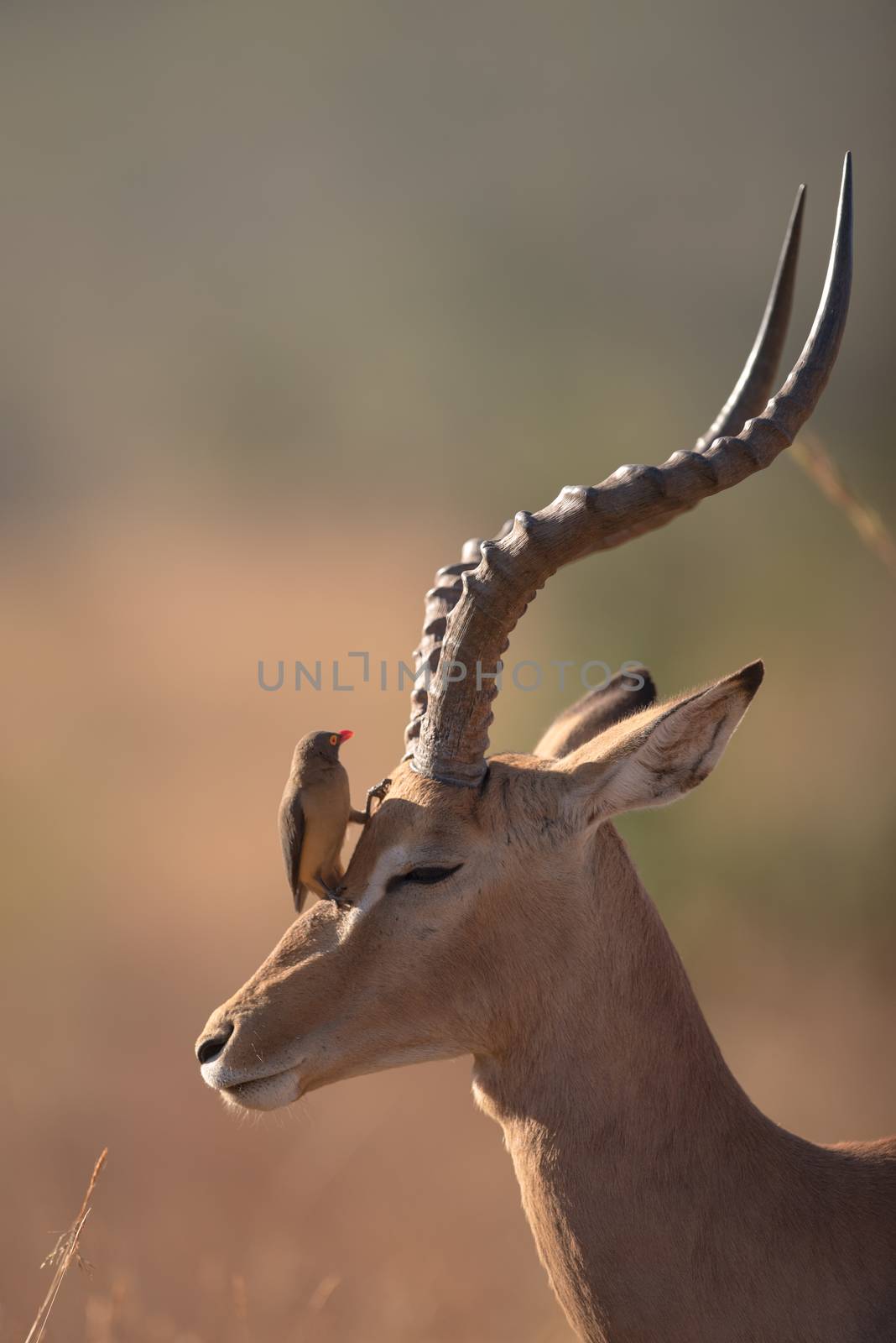 Impala in the wilderness by ozkanzozmen
