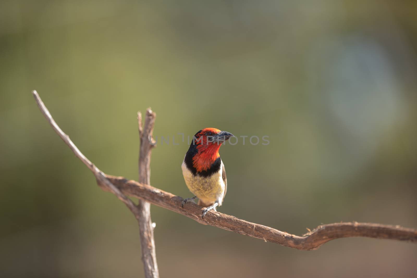Black collared barbet in the wilderness of Africa