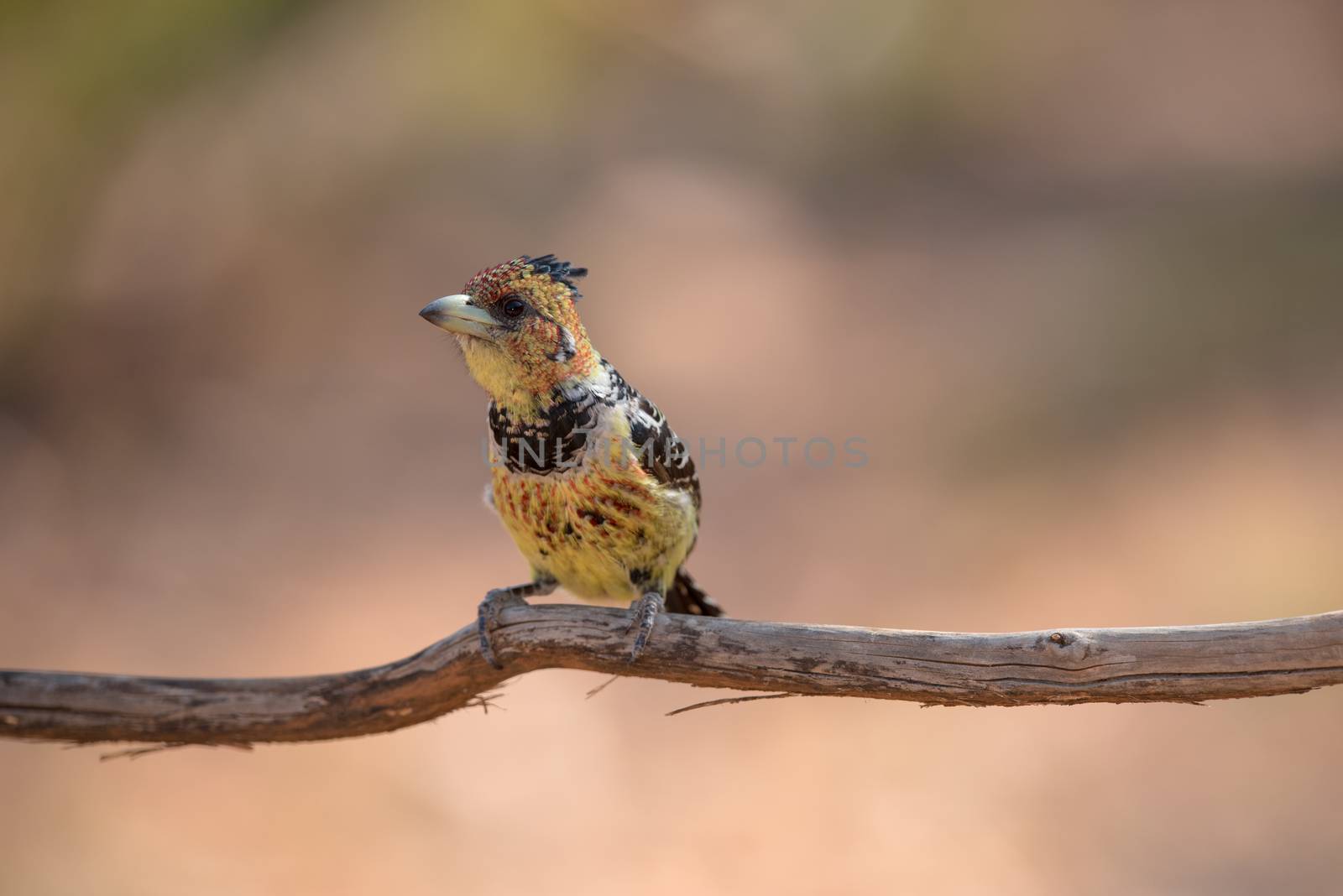 Crested barbet bird in the wilderness of Africa