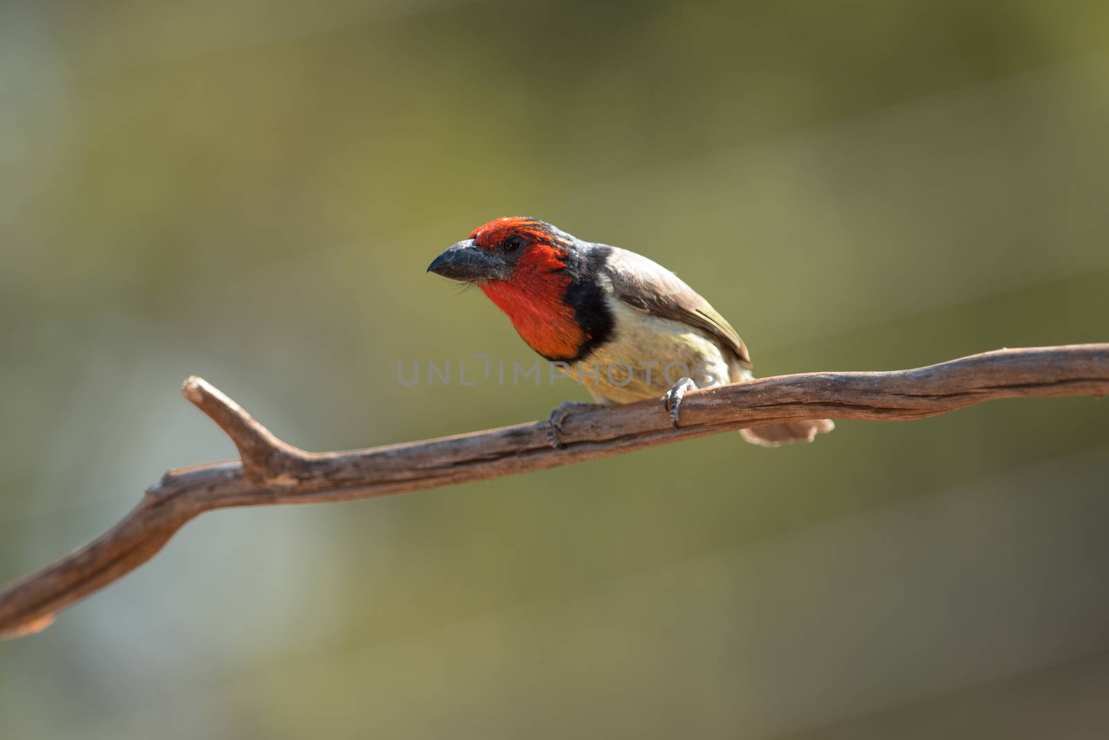 Black collared barbet in the wilderness of Africa