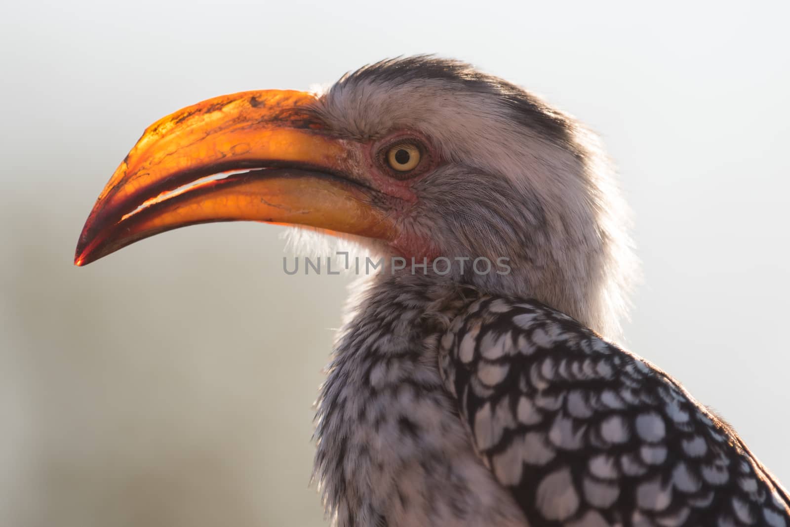 Southern yellow billed horn bill in the wilderness of Africa