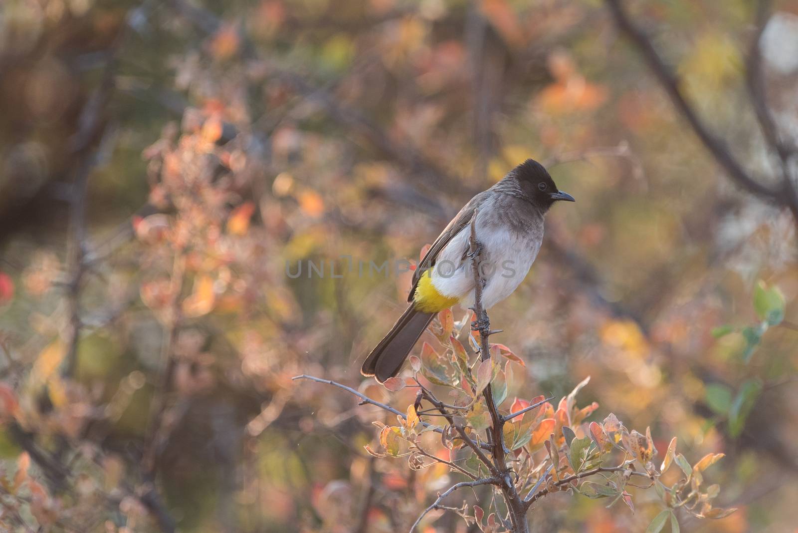 Bulbul in the wild by ozkanzozmen