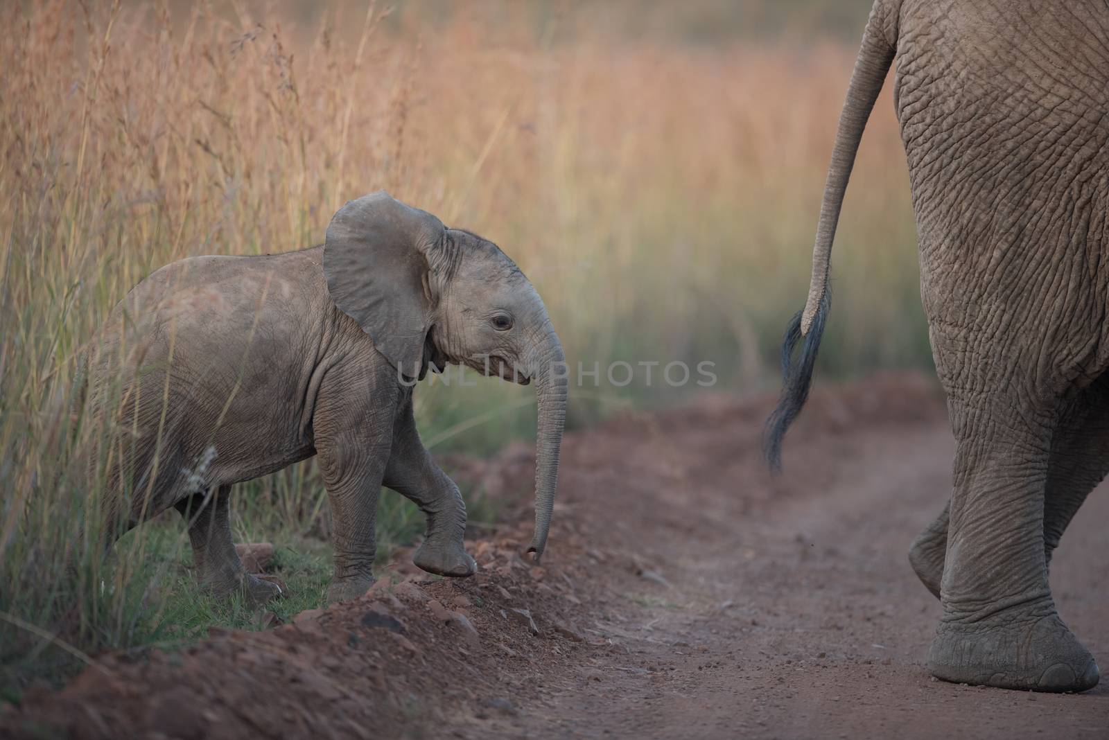 Elephant calf in the wilderness of Africa by ozkanzozmen