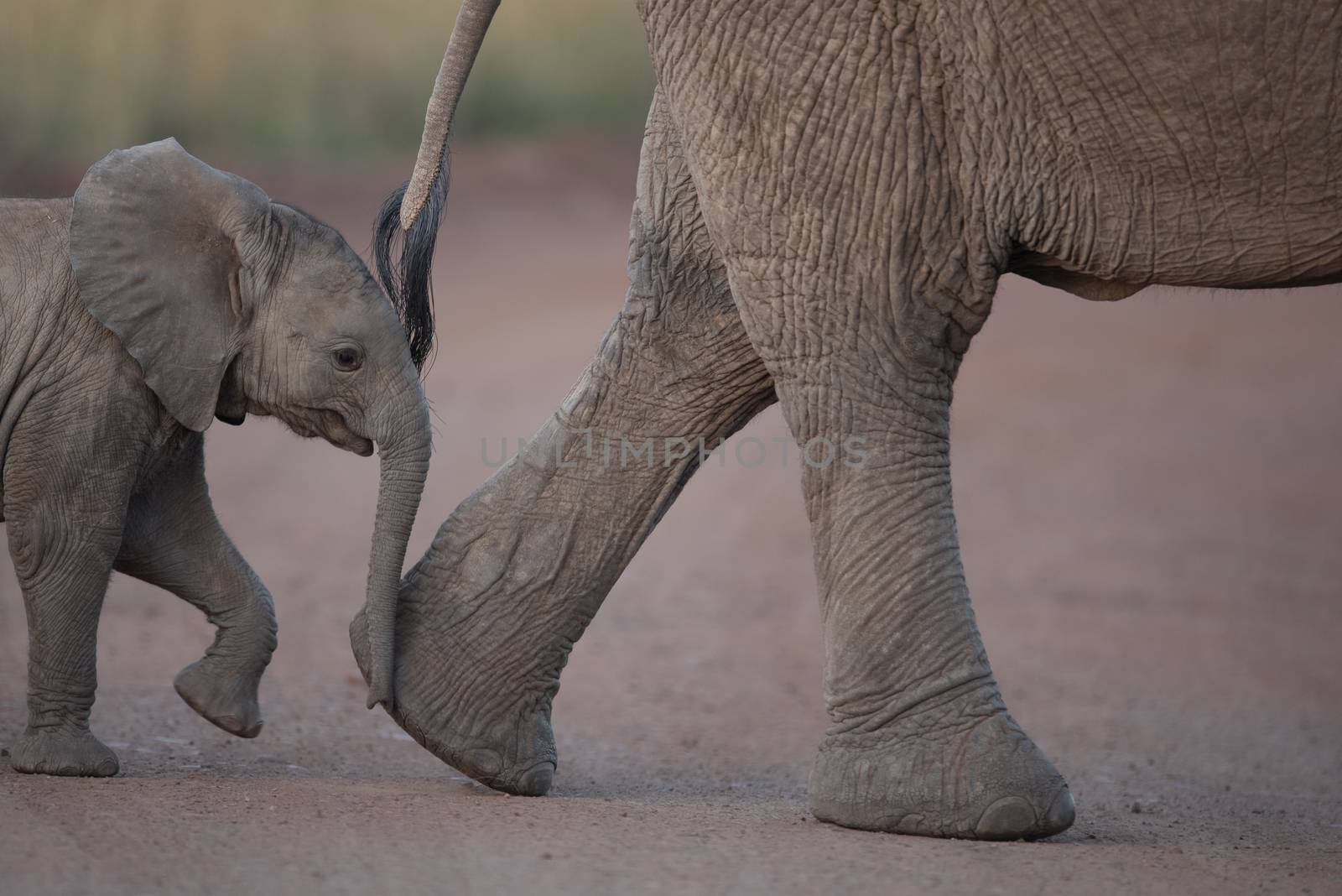 Elephant calf in the wilderness of Africa by ozkanzozmen