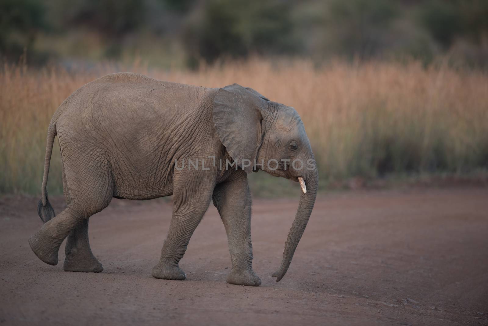 Elephant calf in the wilderness of Africa by ozkanzozmen